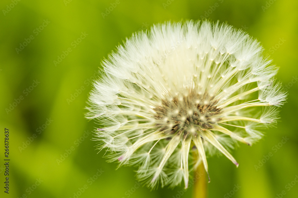one beautiful dandelion flower in the field with blurry green background one beautiful dandelion flower in the field with blurry green background