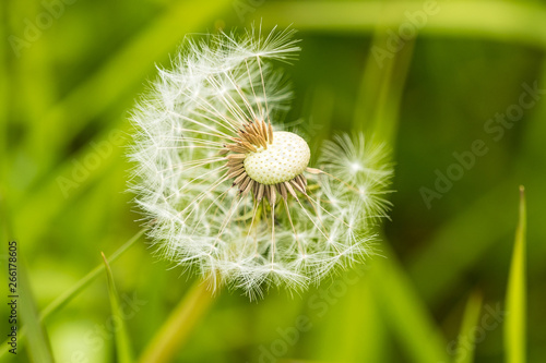one beautiful dandelion flower in the field with blurry green background