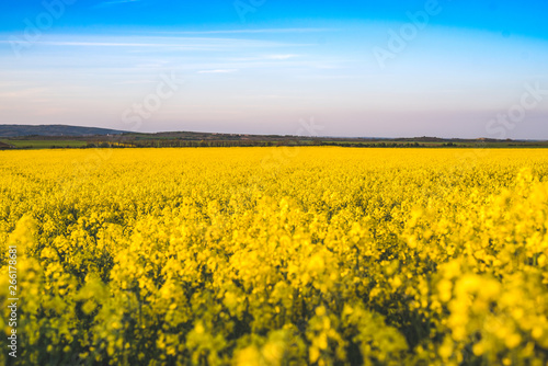 Blooming yellow rape field in the sunshine and bright blue sky in Lower Austria