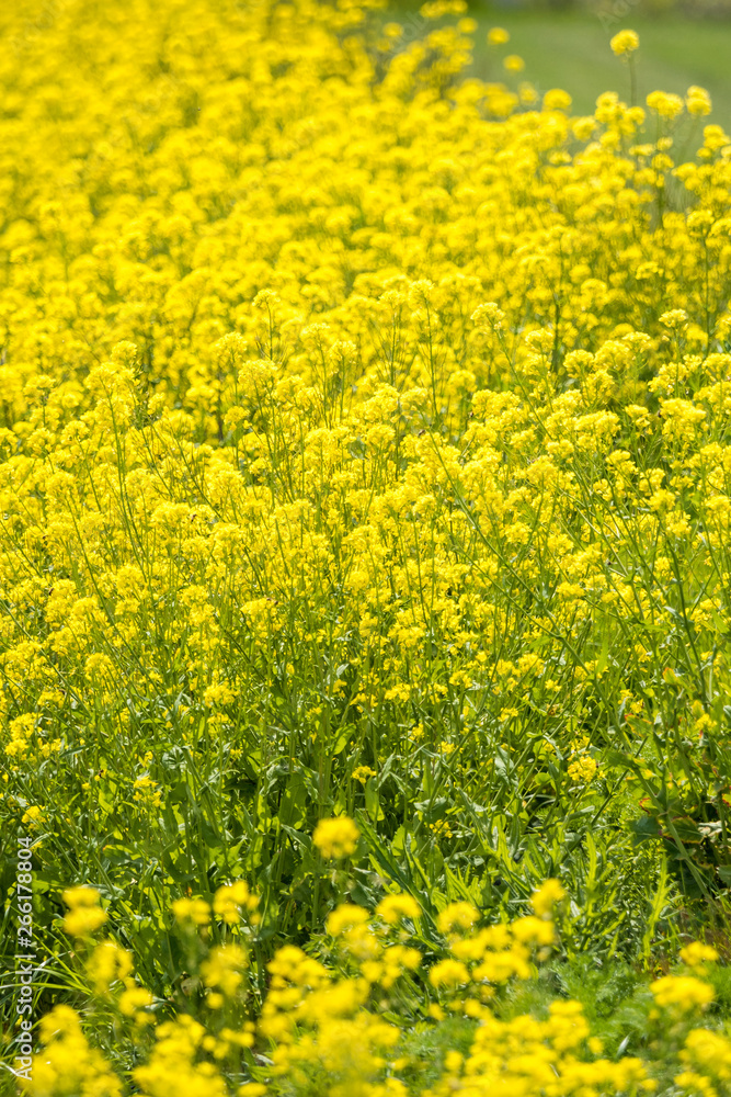 beautiful wild yellow flower field on the roadside