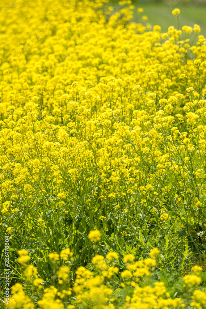 beautiful wild yellow flower field on the roadside beautiful wild yellow flower field on the roadside
