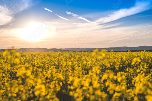 Blooming yellow colza field in the sunset and the bright blue sky