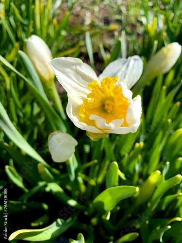Fototapeta Naklejka Na Ścianę i Meble -  White Narcissus flower. Background Daffodil narcissus with yellow buds and leaves.