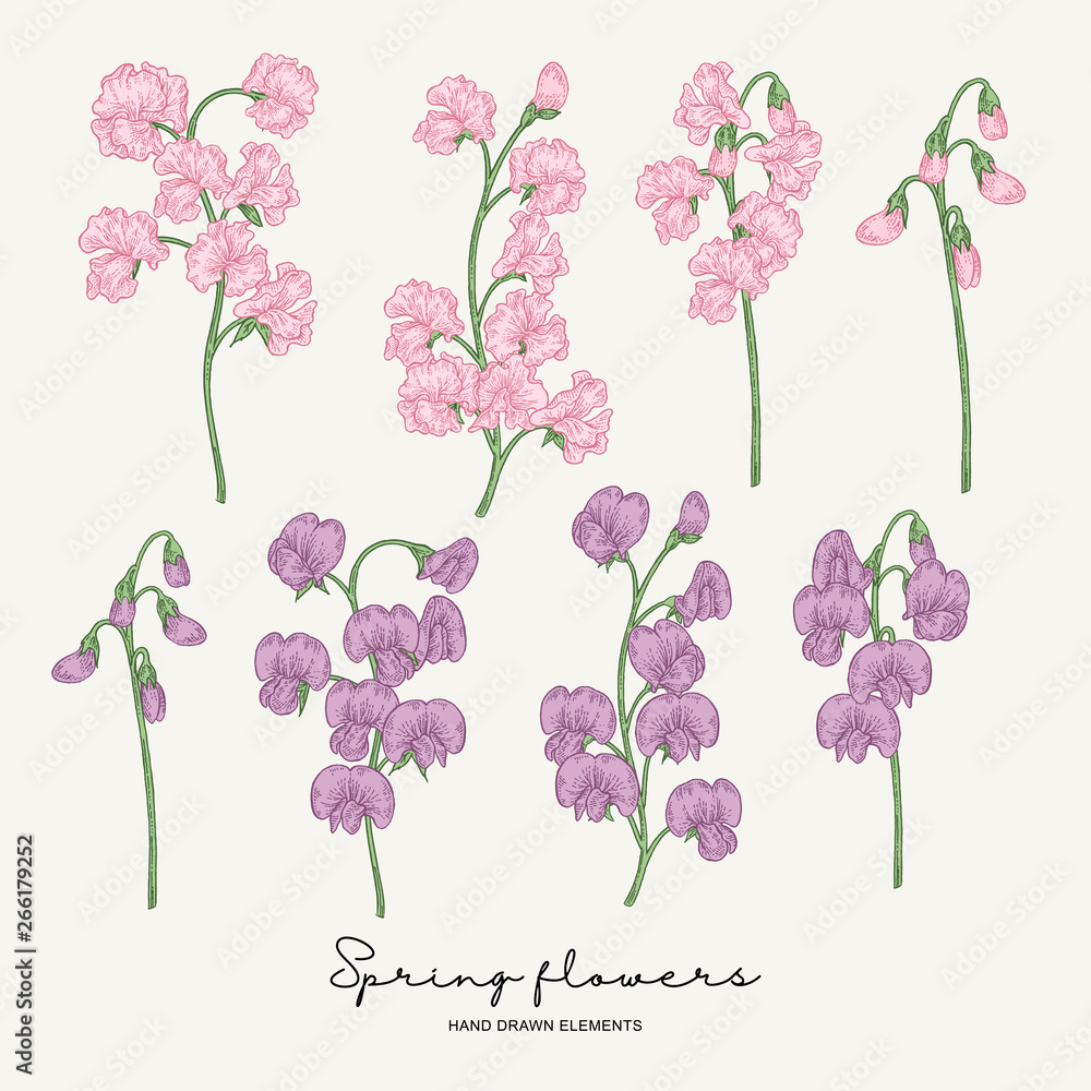 Obraz premium Hand drawn sweet pea. Pink and violet spring flowers set. Garden plants. Botanical vector illustration.