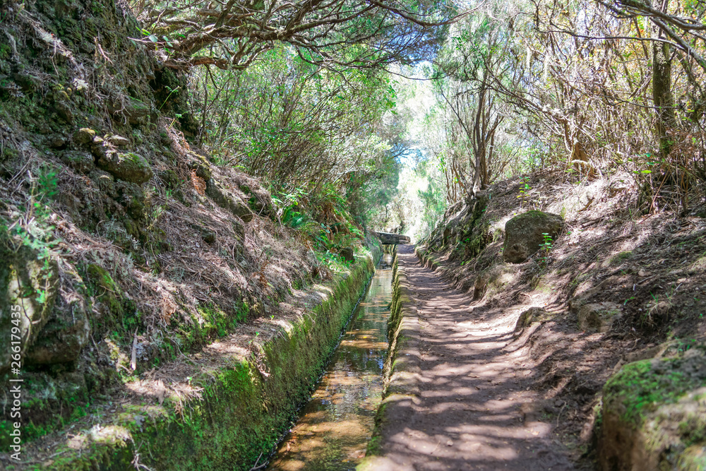 Obraz premium Levada walk in Madeira in a summer sunny day through the forest path