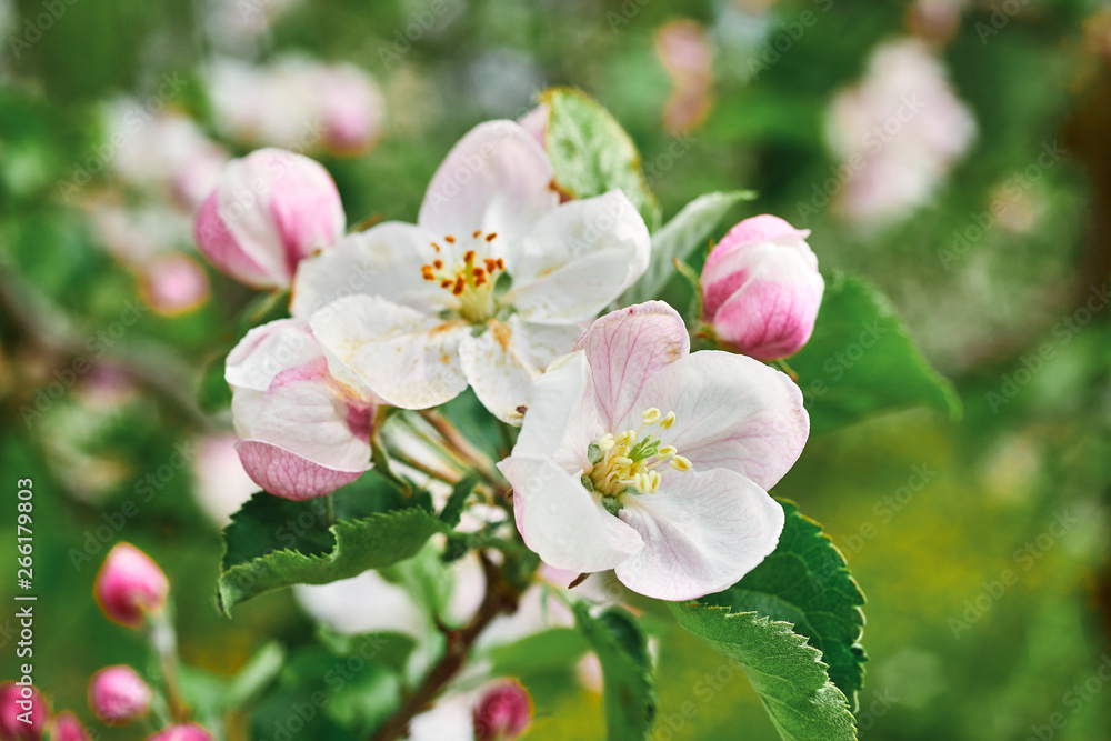 beautiful blooming apple trees orchard in spring garden close up