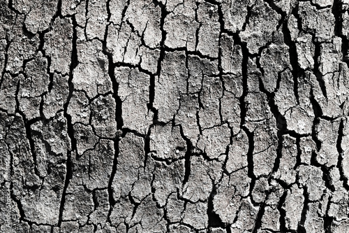 tree bark background