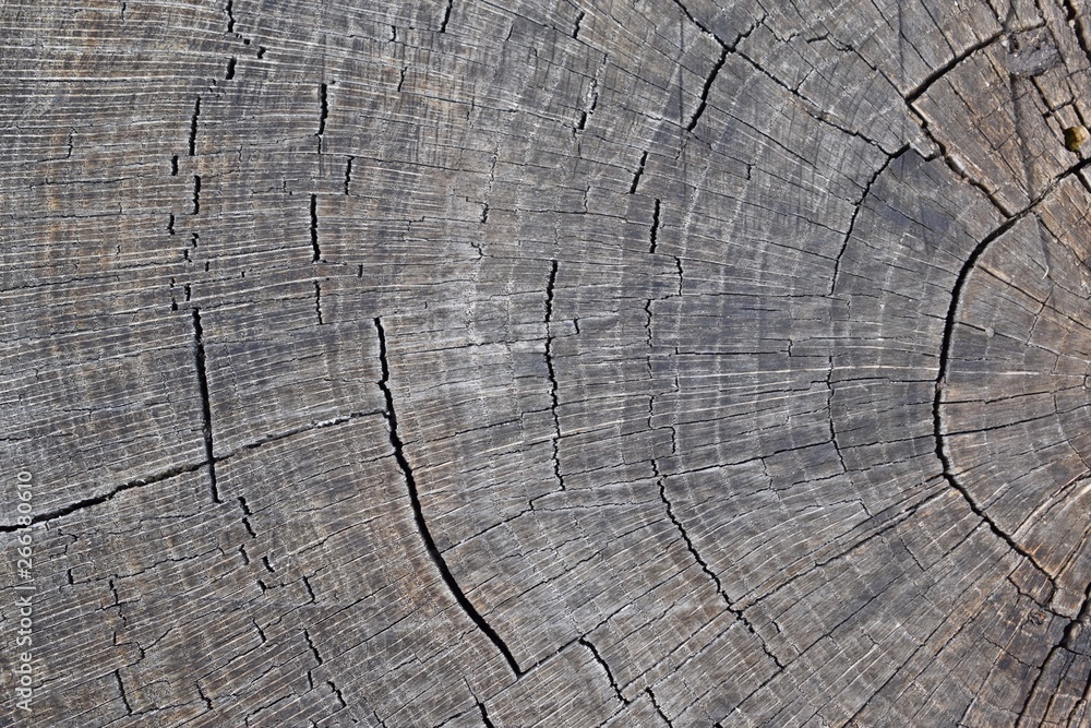 Fototapeta premium Abstract grey background.Wood texture.Old stump.