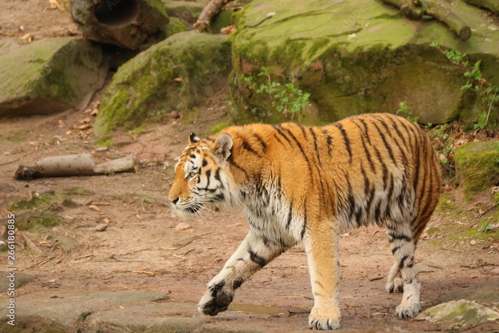 Fototapeta premium Tiger