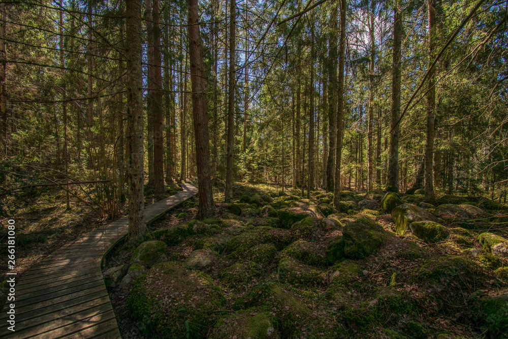 dark mysterious spruce tree forest with rocks and moss dark mysterious spruce tree forest with rocks and moss