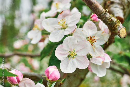 beautiful blooming apple trees orchard in spring garden close up