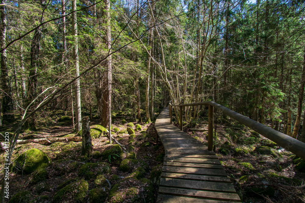dark mysterious spruce tree forest with rocks and moss dark mysterious spruce tree forest with rocks and moss