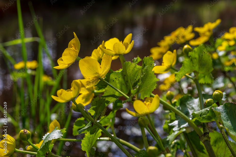 yellow spring flowers blooming on the shore of river yellow spring flowers blooming on the shore of river