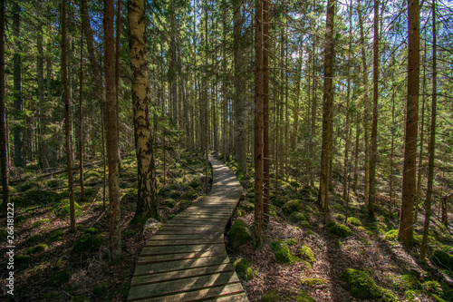 dark mysterious spruce tree forest with rocks and moss