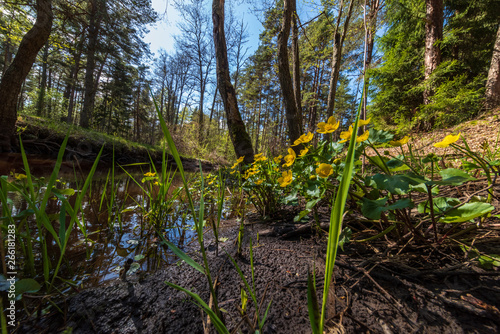 yellow spring flowers blooming on the shore of river