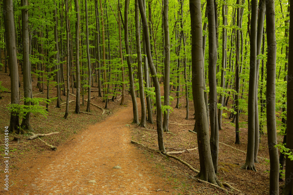 Prime beech forests in the Jasmund national park on the island of Rugen. Germany Prime beech forests in the Jasmund national park on the island of Rugen. Germany