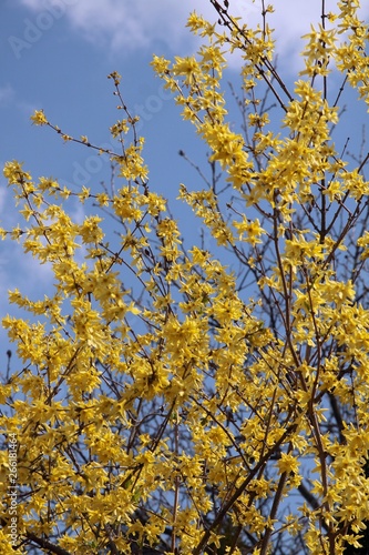 forsythia bush with yellow flowers at spring © Maria Brzostowska