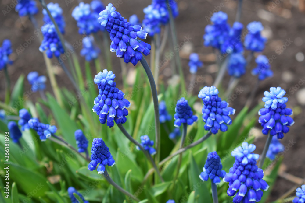Beautiful blue flowers-Muscari in the spring garden. Beautiful blue flowers-Muscari in the spring garden.