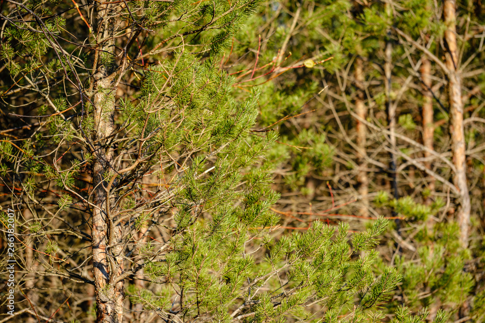 young fresh spring green spruce tree forest in sunny day young fresh spring green spruce tree forest in sunny day