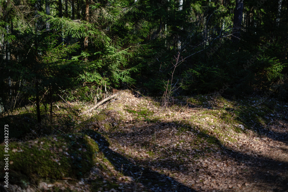 young fresh spring green spruce tree forest in sunny day young fresh spring green spruce tree forest in sunny day