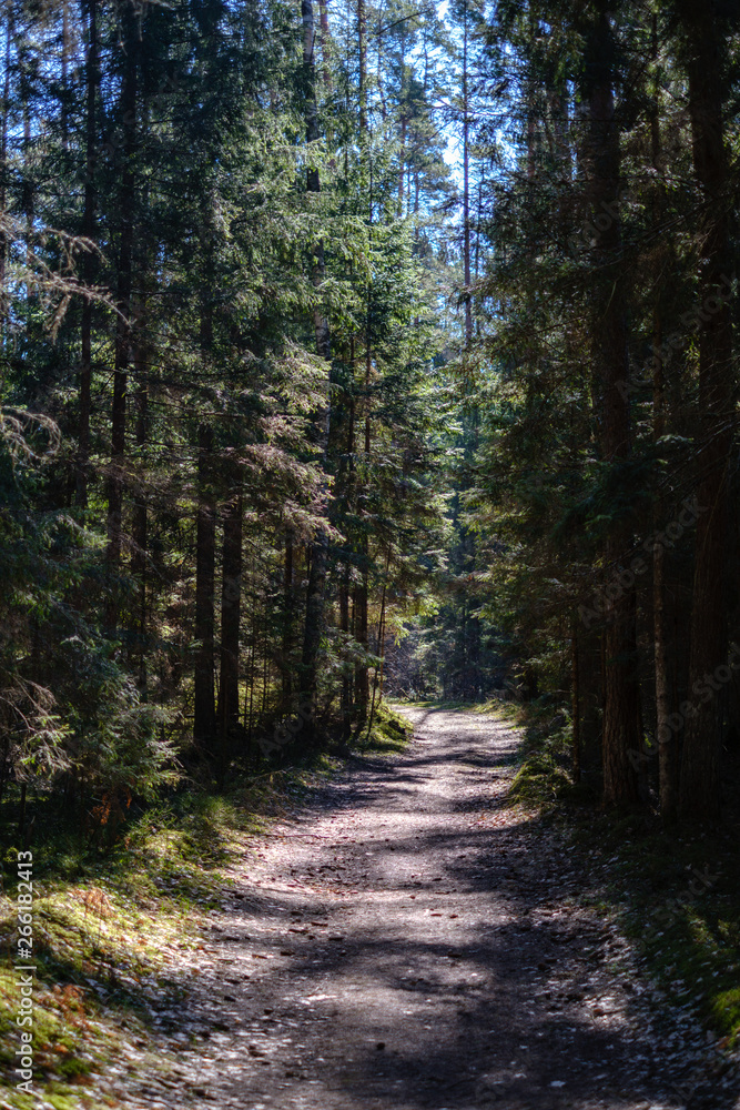 Obraz premium empty gravel dust road in forest with sun rays and shadows