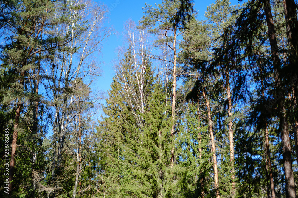 young fresh spring green spruce tree forest in sunny day young fresh spring green spruce tree forest in sunny day
