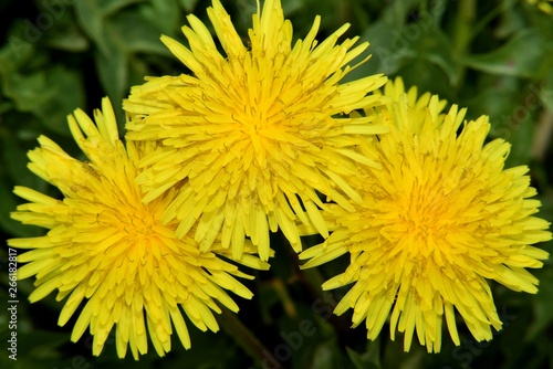 Spring  Dandelion flower in the meadows  Taraxacum officinale