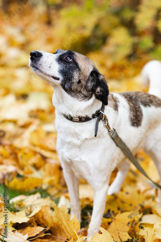 A dog on a leash in the autumn forest with yellow fallen leaves. © Ekaterina Kolomeets
