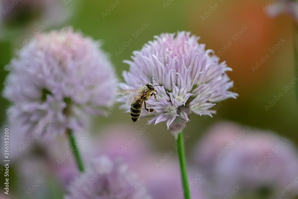 pollen covered bee flying around a chives blossom pollen covered bee flying around a chives blossom
