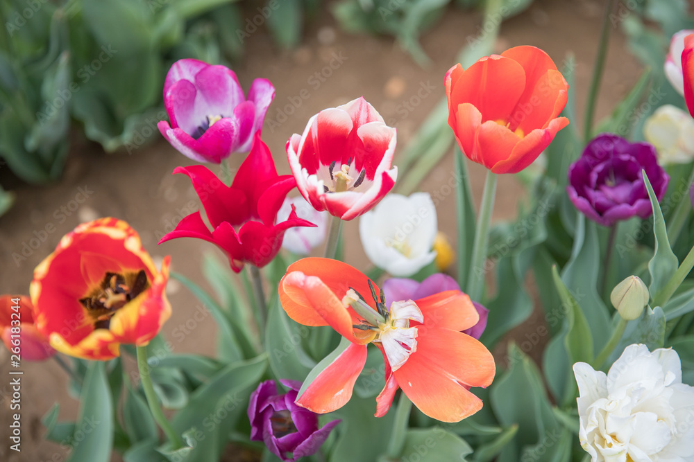 Flower beds with colorful tulips - Image Flower beds with colorful tulips - Image