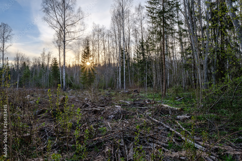 birch and aspen tree grow in spring with first leaves hatching birch and aspen tree grow in spring with first leaves hatching