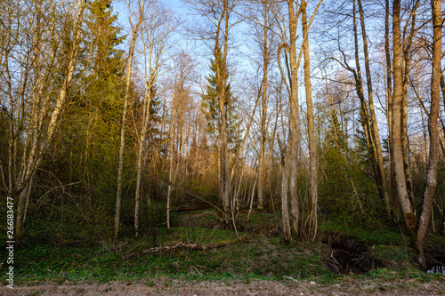 birch and aspen tree grow in spring with first leaves hatching