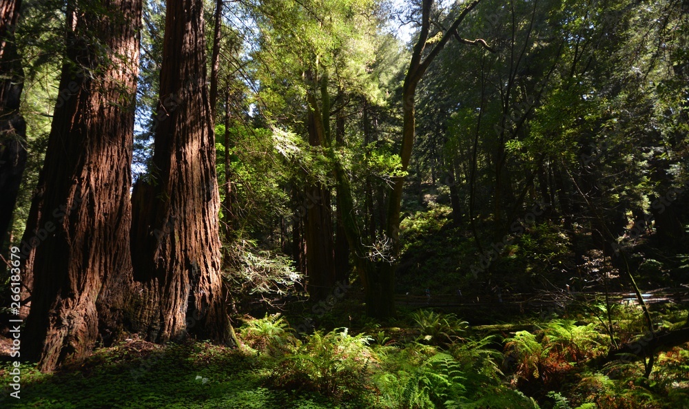 Fototapeta premium Spring Impressions from Muir Woods National Monument (It is located 15 km north of San Francisco and was founded in 1908 by President Theodore Roosevelt) from April 27, 2017, California USA