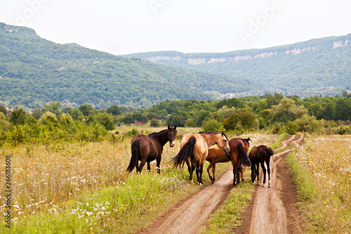 Horses in meadow