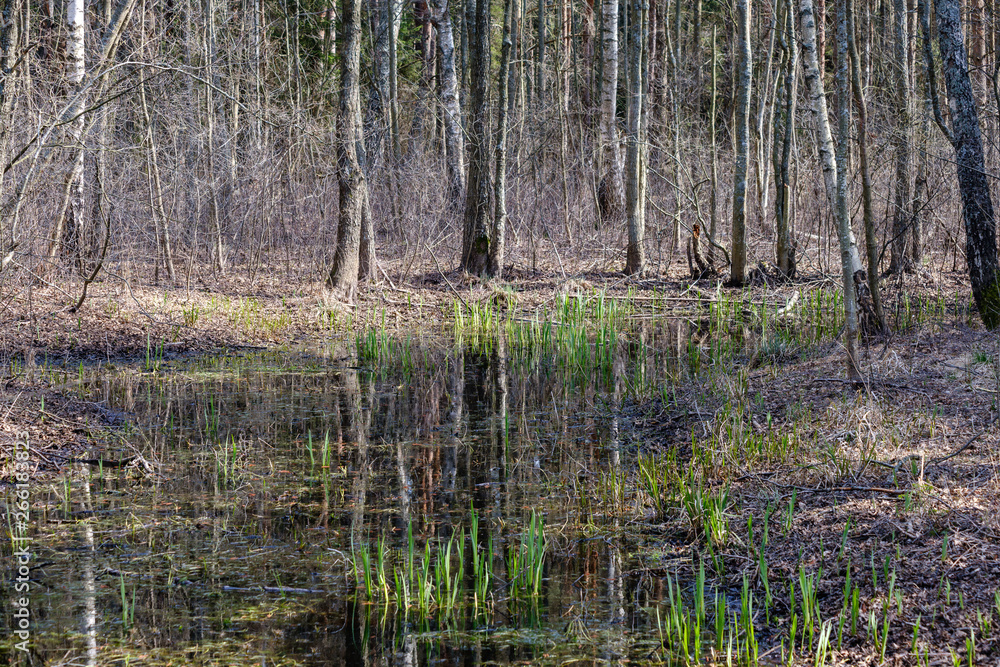 birch and aspen tree grow in spring with first leaves hatching birch and aspen tree grow in spring with first leaves hatching