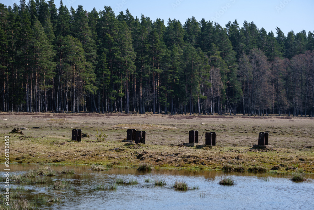 forest lake surrounded by tree trunks and branches with no leaves forest lake surrounded by tree trunks and branches with no leaves