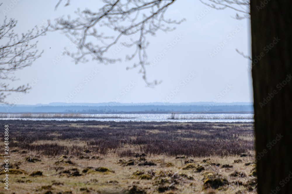 forest lake surrounded by tree trunks and branches with no leaves forest lake surrounded by tree trunks and branches with no leaves