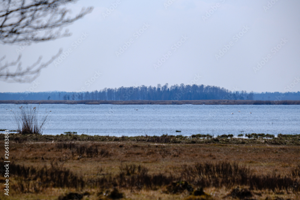 forest lake surrounded by tree trunks and branches with no leaves forest lake surrounded by tree trunks and branches with no leaves