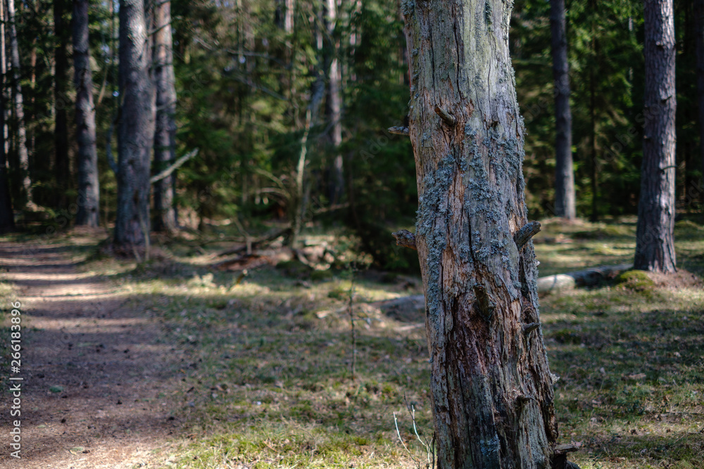 empty gravel dust road in forest with sun rays and shadows empty gravel dust road in forest with sun rays and shadows
