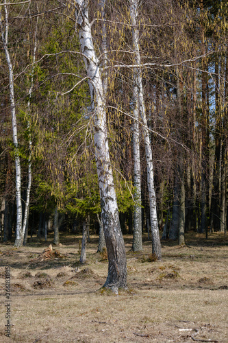 Fototapeta Naklejka Na Ścianę i Meble -  birch and aspen tree grow in spring with first leaves hatching
