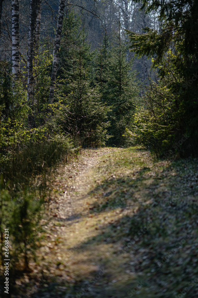 Obraz premium empty gravel dust road in forest with sun rays and shadows