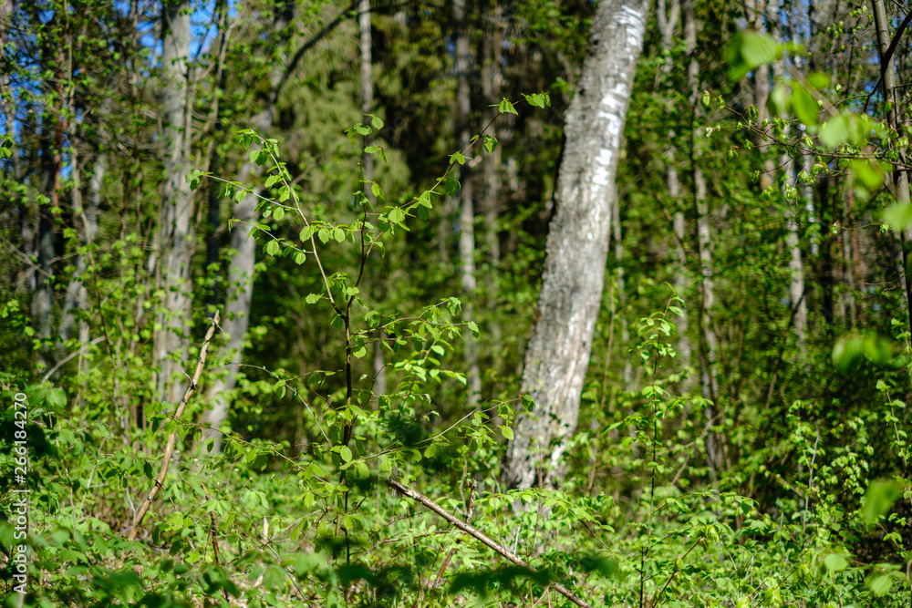 Fototapeta premium first fresh green leaves on trees in spring