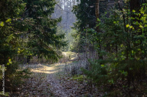 Fototapeta Naklejka Na Ścianę i Meble -  empty gravel dust road in forest with sun rays and shadows