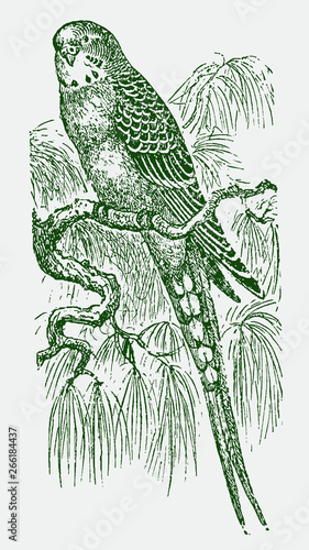 Budgerigar (melopsittacus undulatus) sitting on a branch. Illustration after a historical engraving from the 19th century. Editable in layers