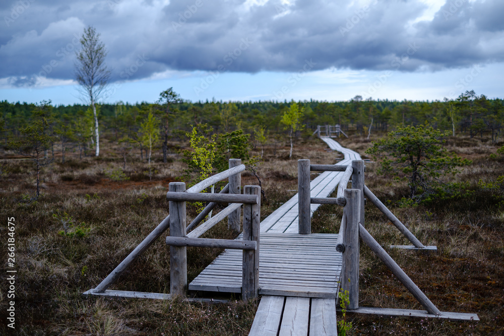 beautiful wooden plank boardwalk footpaths in swamp national park of Kemrei in Latvia