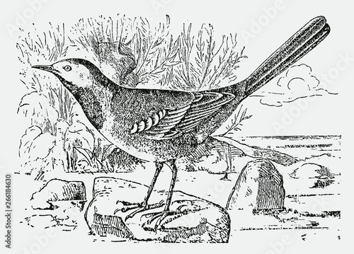 White wagtail  motacilla alba  sitting on a little boulder stone. Illustration after a historical engraving from the 19th century.. Editable in layers