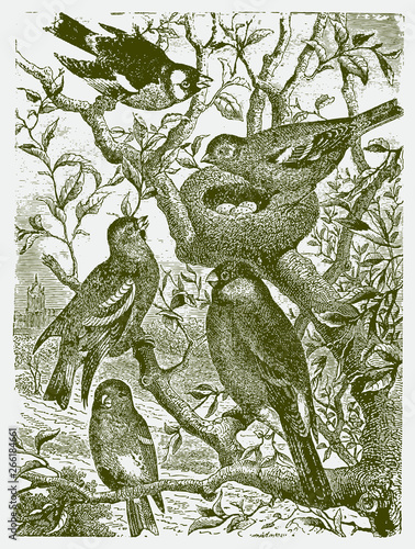 Five different types of birds sitting on a tree around a nest with eggs. Illustration after a historical engraving from the 19th century.. Editable in layers