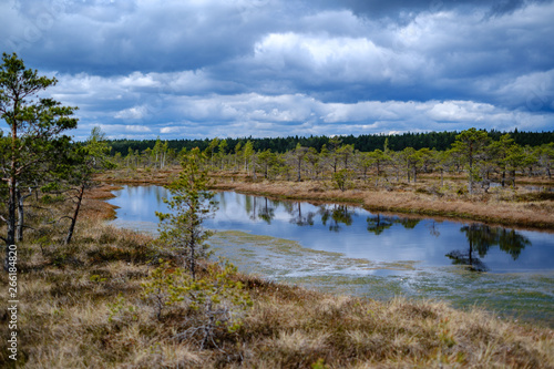 swamp lakes with reflections of blue sky and clouds in National Nature Park Kemeri in Latvia