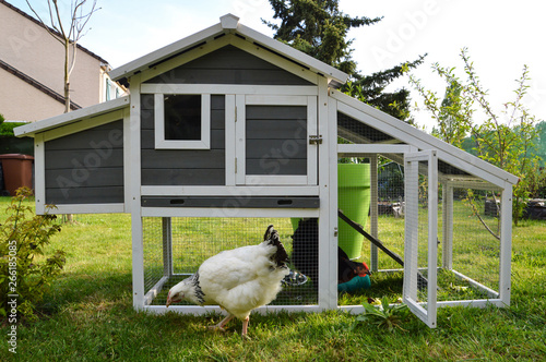 A hen house or chicken coop with hens photo