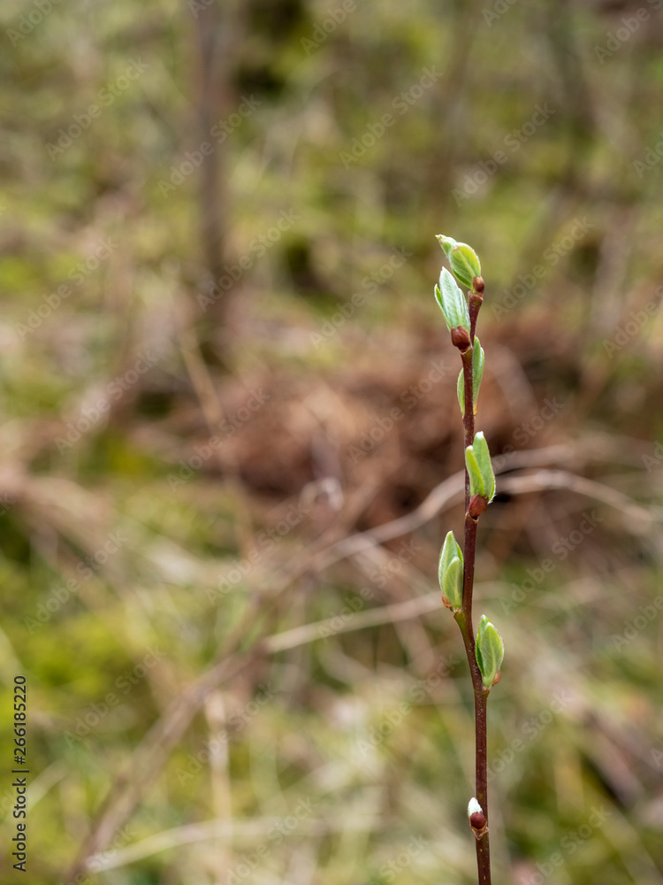 Fresh leaf starting in Spring, blur background Fresh leaf starting in Spring, blur background